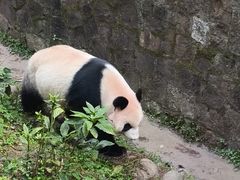 -都江堰中华大熊猫苑
