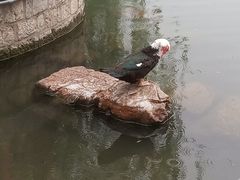 -百花洲