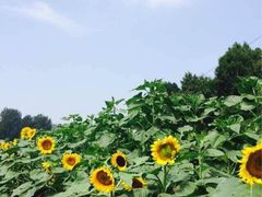 iphone_upload_pic-紫海香堤香草艺术庄园