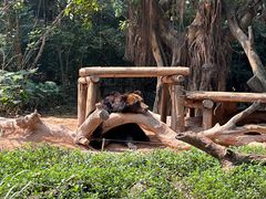 -广州长隆野生动物世界