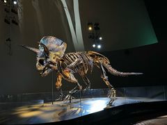 -墨尔本博物馆(Melbourne Museum)