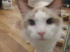 -袖虎·猫馆(体育西路店)