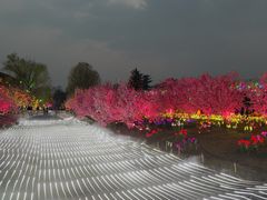 -国际非物质文化遗产博览园