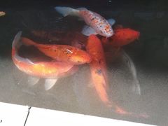 -唔呶喔哩酒家(生产街店)