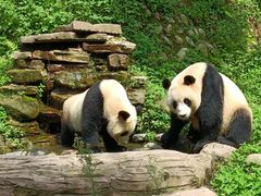 -中国大熊猫保护研究中心雅安碧峰峡基地