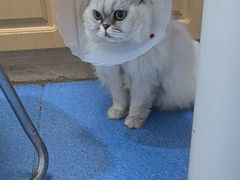 -天使宠物医院·犬猫分诊(彩虹店)