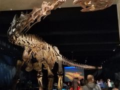 -美国自然历史博物馆