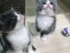 -屋虎猫馆(宝安大仟里店)