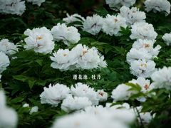 -莲花池公园