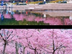 -新江湾城公园