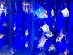 -迪拜水族馆及水下动物园