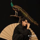 成都写真|与孔雀的第一次合影