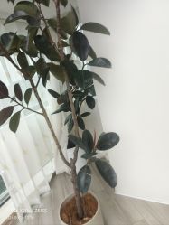 -HEYAN荷妍专业脱毛连锁机构