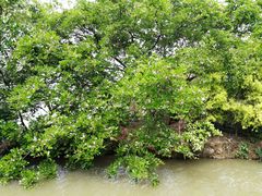 -大湾区中央湿地公园