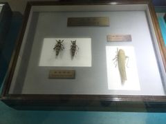 -上海昆虫博物馆