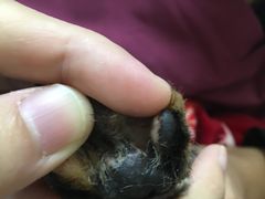 -艾贝尔宠物诊疗