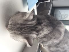 iphone_upload_pic-喵的天空名猫咖啡馆·撸猫·猫舍·用品