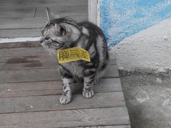 -海边的猫和咖啡馆