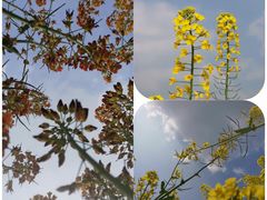 -中国天府农业博览园