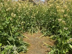 -中国天府农业博览园