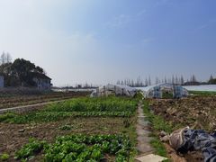 -青浦采草莓天天草莓园