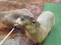 -正佳雨林生态植物园