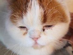 -Cappucimeow猫咪咖啡馆(韦伯时代店)