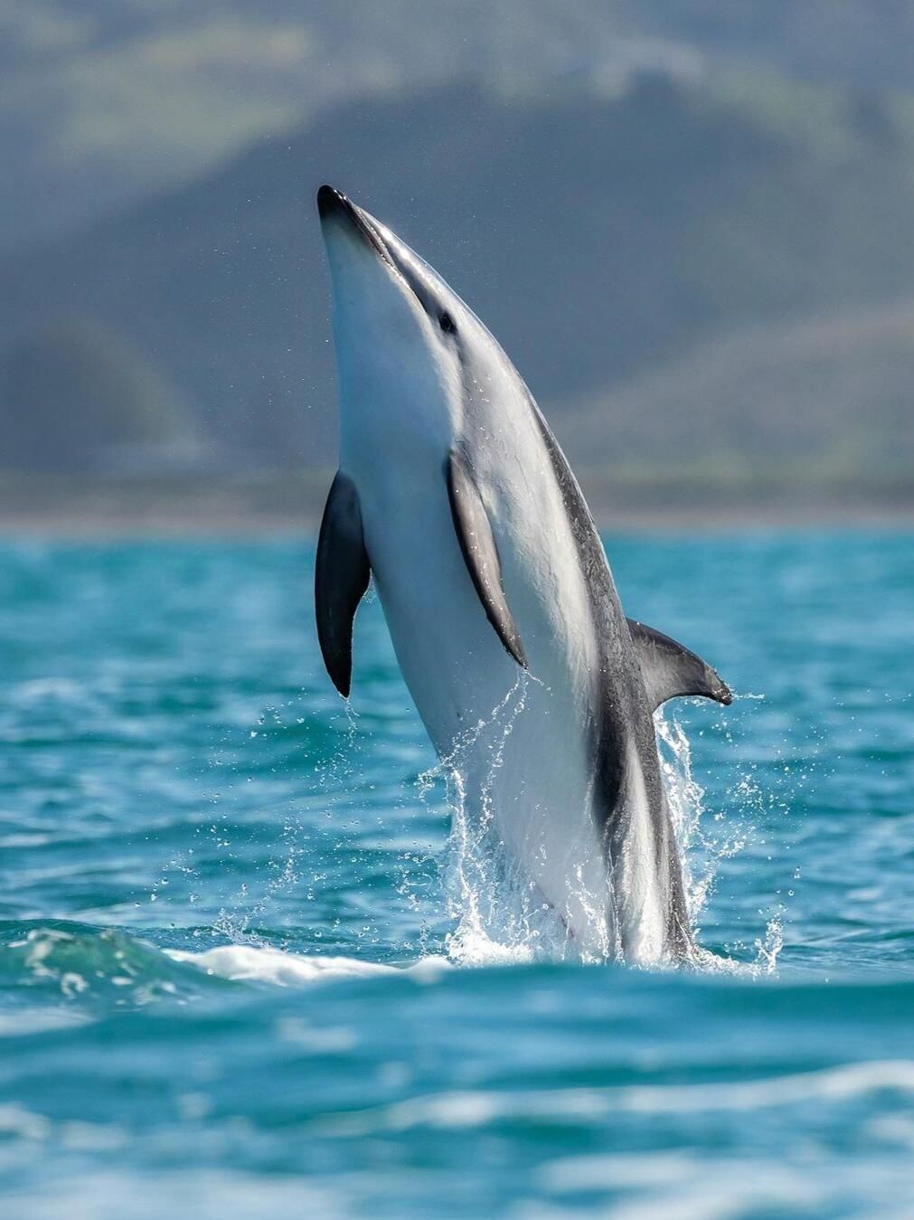 新西兰🇳🇿凯库拉~在半岛尽头观鲸