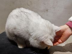 -浣熊柯尔鸭土拨鼠·电玩咖