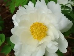 -洛阳市隋唐城遗址植物园