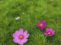 -满洲里口岸套娃景区