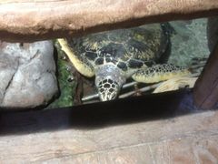 iphone_upload_pic-郑州海洋馆