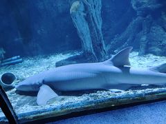 -太平洋海底世界