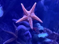 -瑞普利水族馆