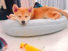 -浣熊柯尔鸭土拨鼠·电玩咖