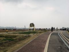 -空港花田景区