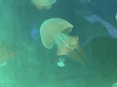 -苏州海洋馆