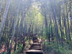 -镇江市南山风景名胜区竹林景区