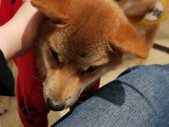 -逗柴咖啡屋·狗咖猫咖宠物桌游
