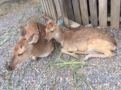 -鹿境梅花鹿生态园区