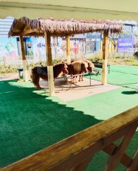 -萌宠亲子动物乐园(槐房万达店)