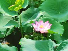 -荔湾湖公园