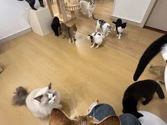 -有喵·猫咖·狗咖·30几只猫10只小狗(岗厦店)