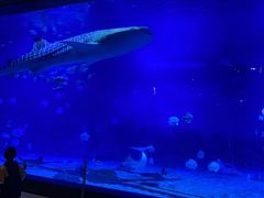 -烟台海昌鲸鲨海洋公园