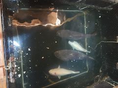-蓝湾碧波·老字号·疍家非遗海上餐厅