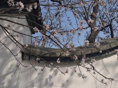 -桃花堤公园
