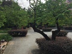 -小洲村
