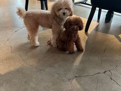 -百好乐宠物友好餐厅(朝外大街店)