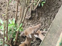 -合肥野生动物园