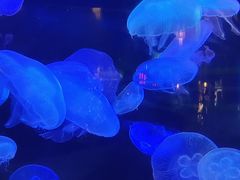 -太平洋海底世界